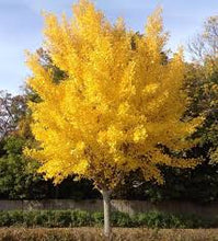 Load image into Gallery viewer, Ginkgo biloba &#39;Presidential Gold&#39;
