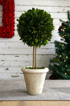 Load image into Gallery viewer, Boxwood Ball Topiary
