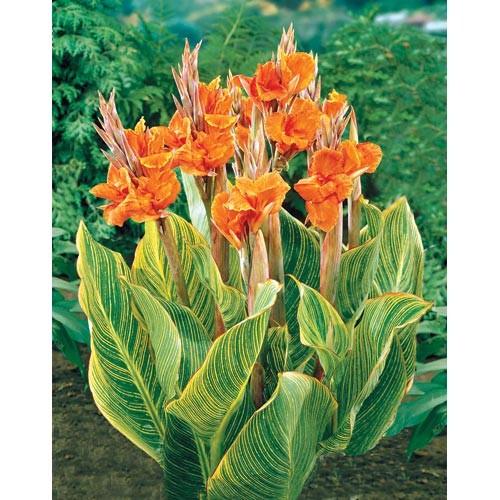 Canna 'Pretoria'