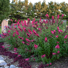 Load image into Gallery viewer, Buddleia ’Prince Charming’ - Butterfly Bush
