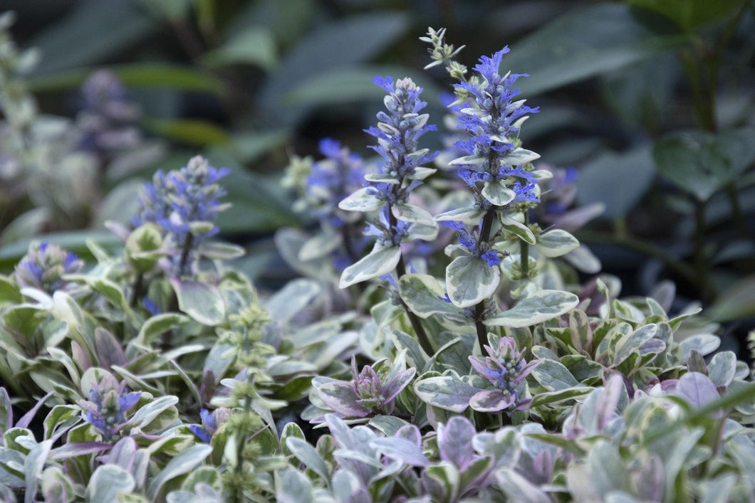 Ajuga 'Princess Nadia'