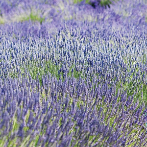 Lavandula int. 'Provence' - Lavender