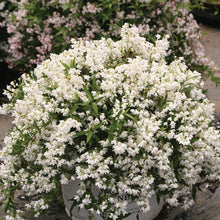 Load image into Gallery viewer, Deutzia ‘Yuki Snowflake’
