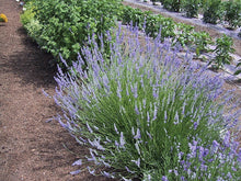 Load image into Gallery viewer, Lavandula int. &#39;Provence&#39; - Lavender
