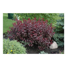 Load image into Gallery viewer, Prunus cistena - Sand Cherry
