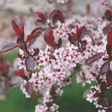 Load image into Gallery viewer, Prunus cistena - Sand Cherry
