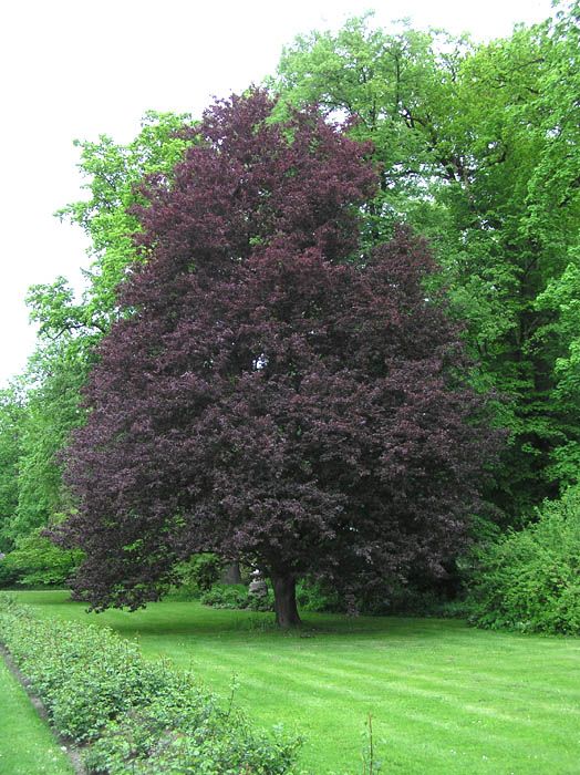 fagus sylvatica 'riversii Fagus sylvatica 'Riversii' – Pondside Nursery