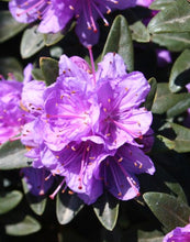 Load image into Gallery viewer, Rhododendron &#39;Purple Gem&#39;
