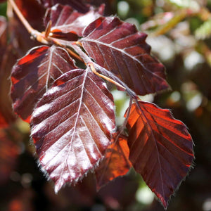 Fagus sylvatica ’Purpurea’ - Copper Beech