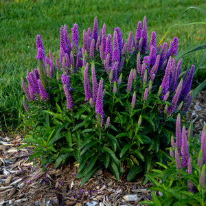 Veronica 'Purple Illusion' - Speedwell