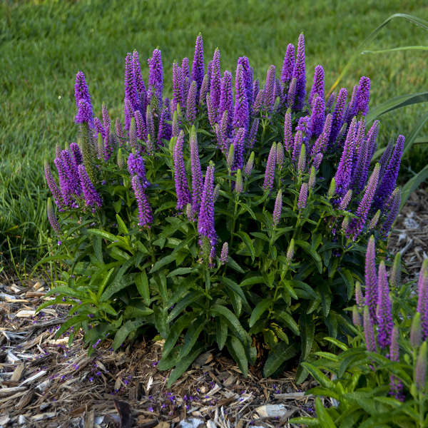 Veronica 'Purple Illusion' - Speedwell