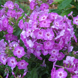 Phlox 'Volcano Purple' - Garden Phlox