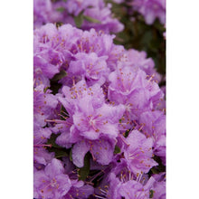 Load image into Gallery viewer, Rhododendron &#39;Purple Gem&#39;
