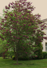 Load image into Gallery viewer, Robinia &#39;Purple Robe&#39;
