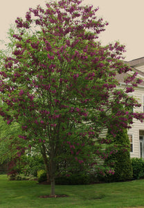 Robinia 'Purple Robe' – Pondside Nursery