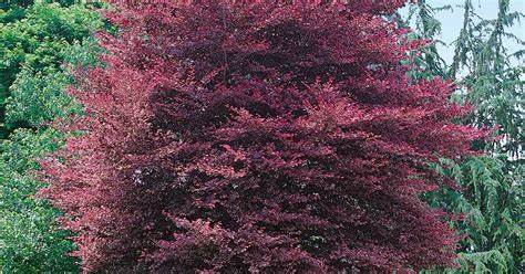 Fagus sylvatica ’Purpurea’ - Copper Beech