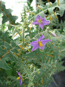 Solanum pyracanthum