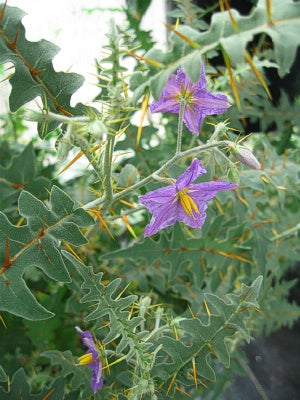 Solanum pyracanthum