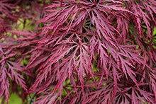 Load image into Gallery viewer, Acer palm. dis. &#39;Crimson Queen&#39; - Weeping Red Japanese Maple
