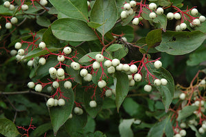 Cornus racemosa - Grey Dogwood