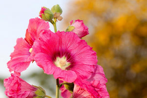 Alcea 'Radiant Rose' - Hollyhock