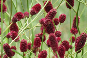 Sanguisorba off. 'Red Thunder' - Burnet