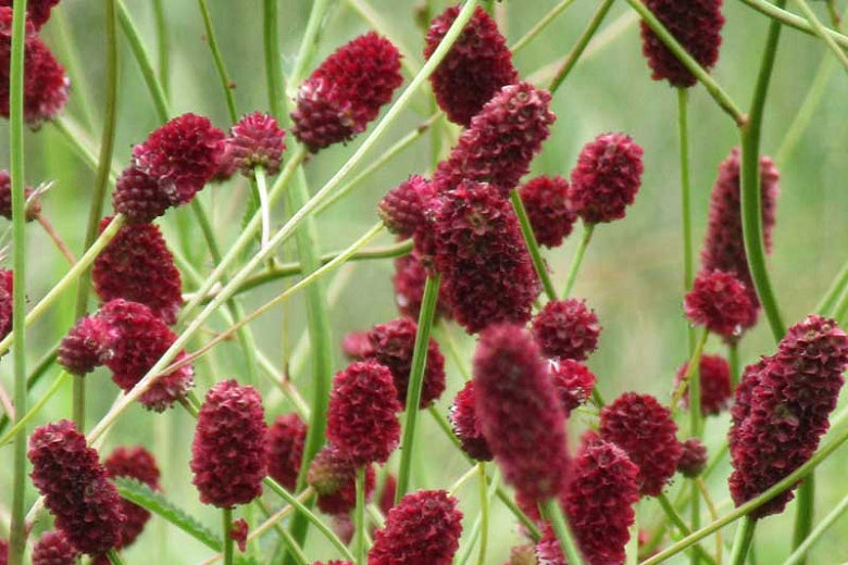 Sanguisorba off. 'Red Thunder' - Burnet