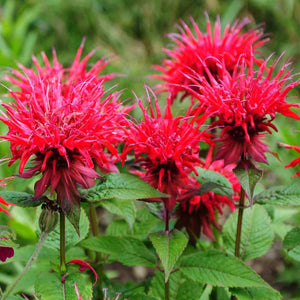 Monarda 'Bee Mine Red' - Beebalm