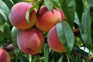 Prunus 'Red Haven' - Peach