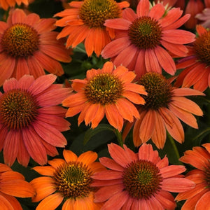 Echinacea 'Red Ombre' - Coneflower