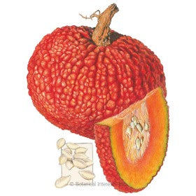 SEEDS: Pumpkin - Red Warty Thing