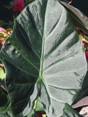 Alocasia 'Regal Shields'