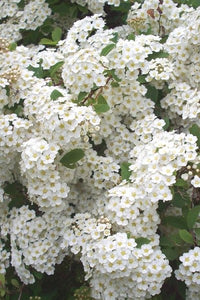 Spirea x van. 'Renaissance'