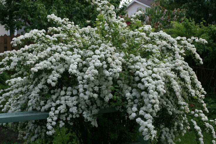 Spirea x van. 'Renaissance'