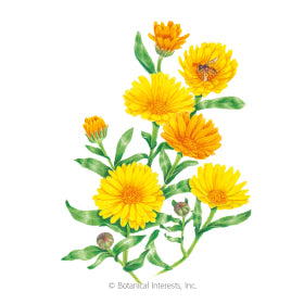 SEEDS: Calendula Resina - Organic