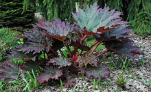 Load image into Gallery viewer, Rhuem palm. var. tanguticum - Ornamental Rhubarb
