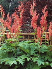 Load image into Gallery viewer, Rhuem palm. var. tanguticum - Ornamental Rhubarb
