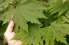 Load image into Gallery viewer, Acer japonicum 'Rising Sun' Iseli® - Full Moon Maple
