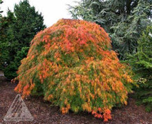 Load image into Gallery viewer, Acer japonicum 'Rising Sun' Iseli® - Full Moon Maple
