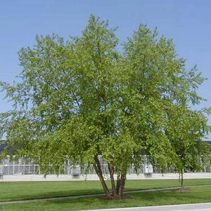 Betula nigra 'Dura-Heat' - River Birch