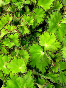 Begonia rex 'Rivernile'