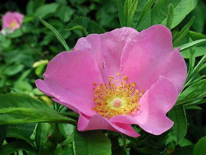 Rosa palustris - Swamp Rose