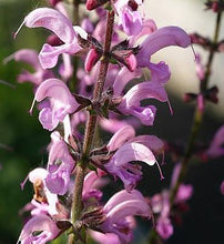 Load image into Gallery viewer, Salvia &#39;Rose Rhapsody&#39;
