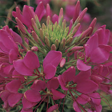 Load image into Gallery viewer, Cleome 'Sparkler Rose'
