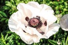 Load image into Gallery viewer, Papaver or. &#39;Royal Wedding&#39;
