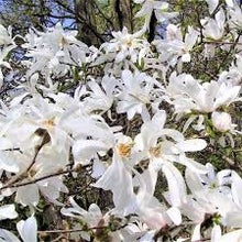 Load image into Gallery viewer, Magnolia &#39;Royal Star&#39;
