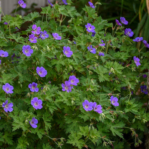 Geranium 'Rozanne' – Pondside Nursery