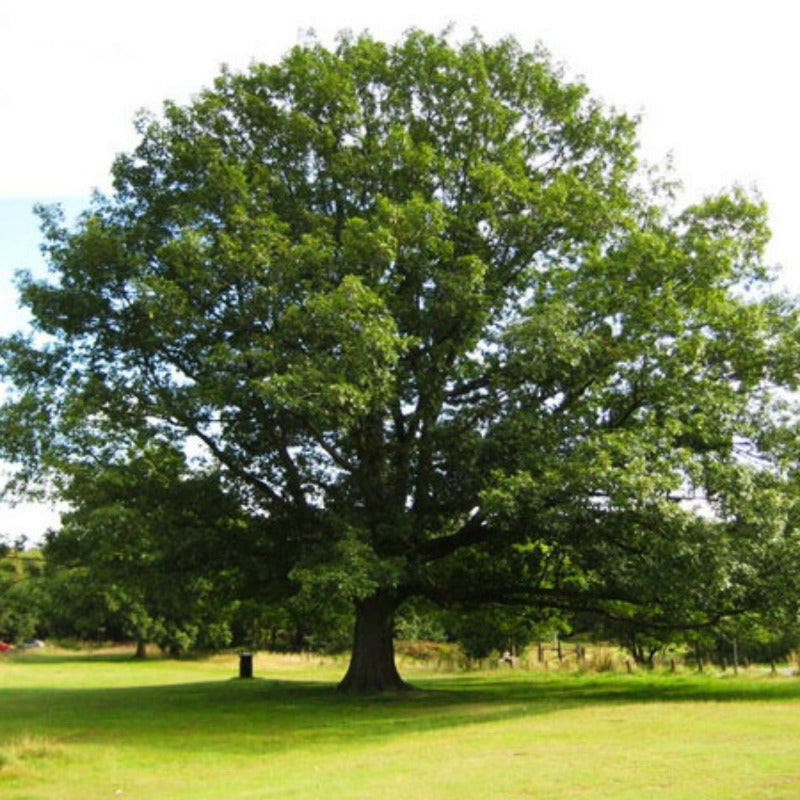 Quercus rubra - Red Oak