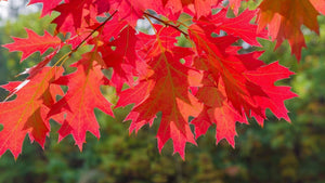 Quercus rubra - Red Oak