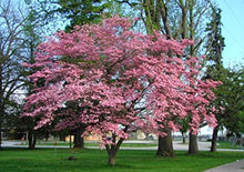 Load image into Gallery viewer, Cornus fl. rubra - Florida Dogwood
